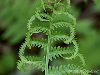 Opening frond